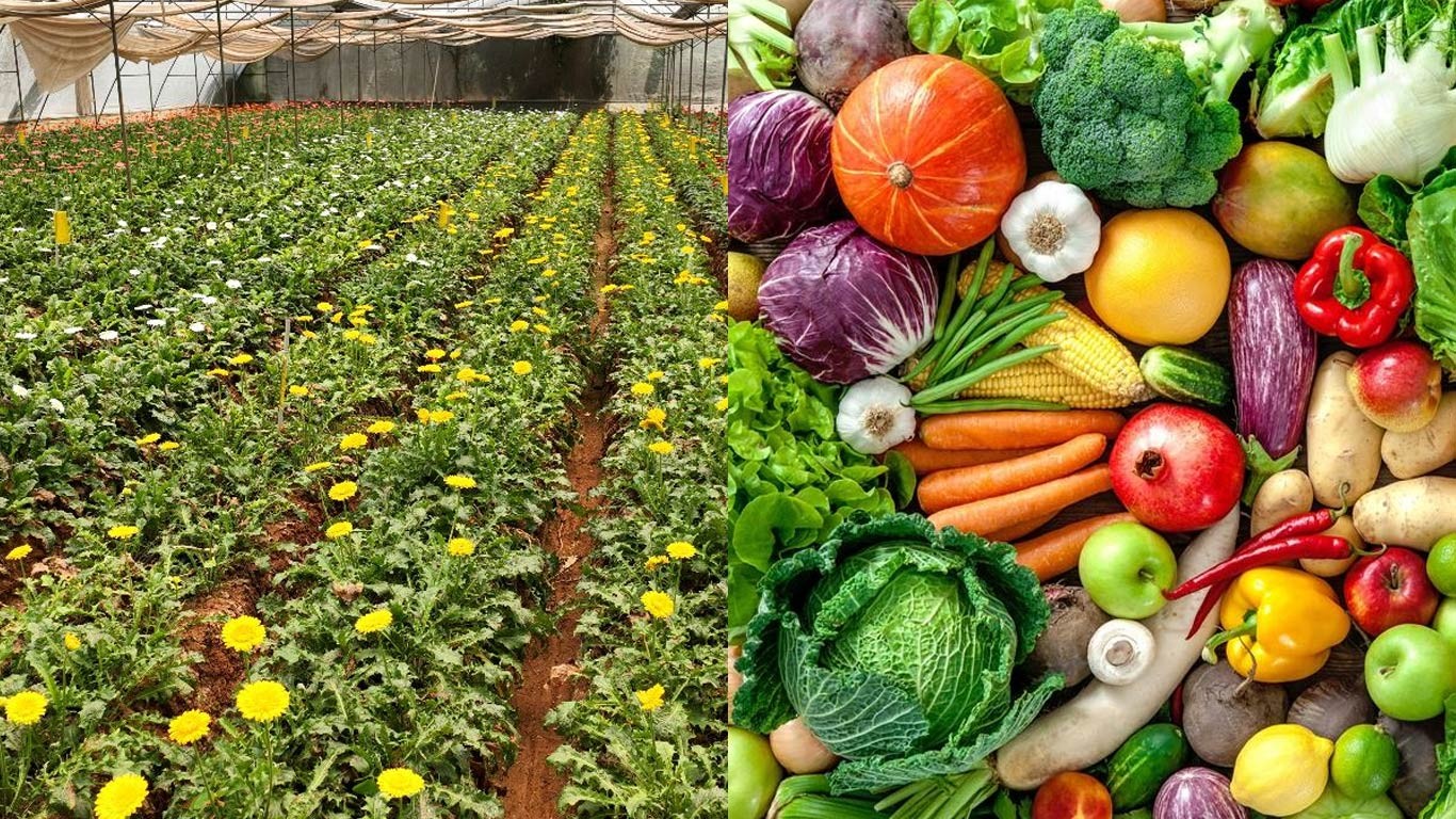 Horticulture Sector in Himachal Pradesh