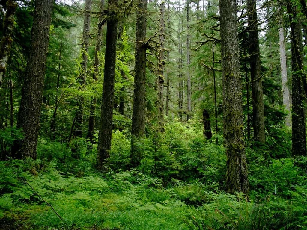 FORESTS OF HIMACHAL PRADESH – GREEN TREASURES OF THE HIMALAYAS